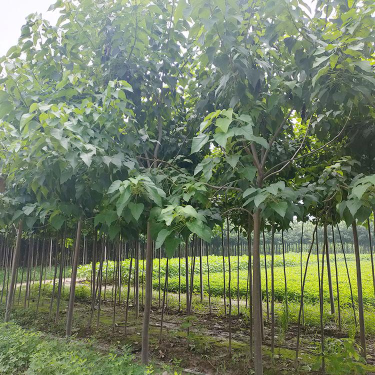 批发13公分梓树 种植梓树基地