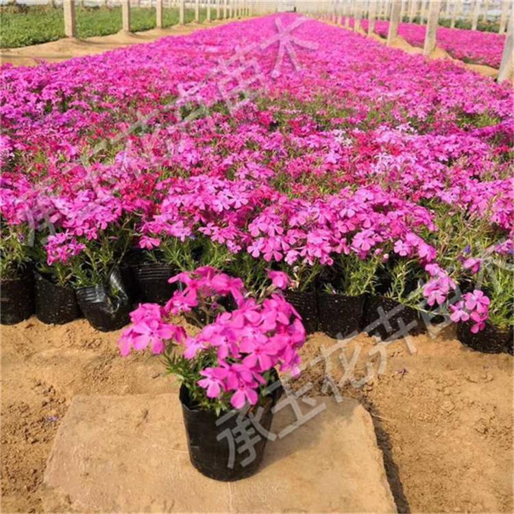 芝樱营养钵苗 芝樱别墅用苗