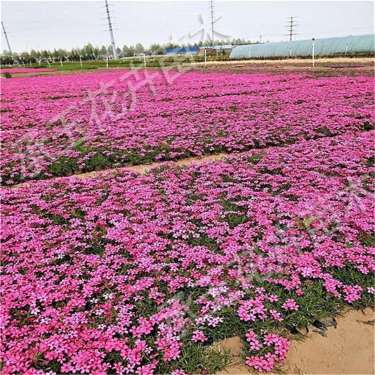 芝樱常年供应 芝樱景观工程苗