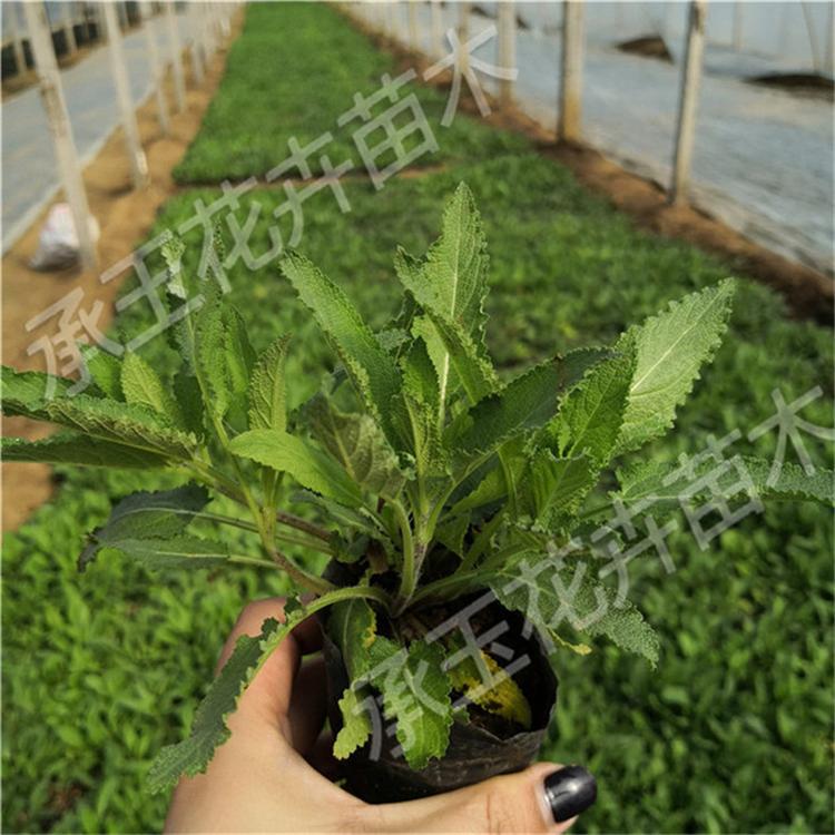 鼠尾草种苗 鼠尾草时令草花