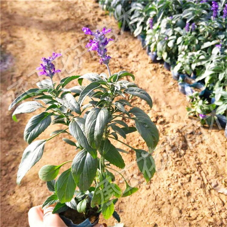 蓝花鼠尾草幼苗 鼠尾草工程用苗