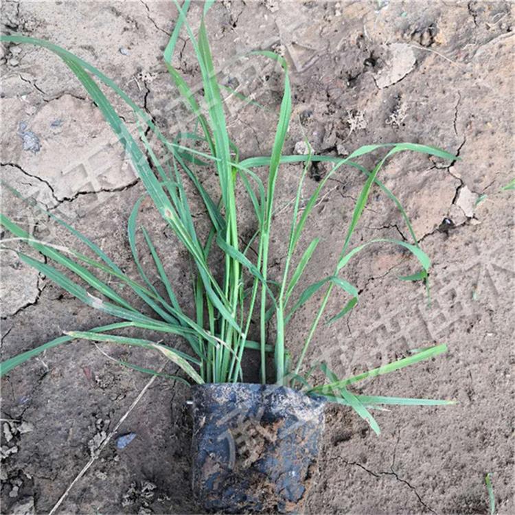 狼尾草营养杯苗 狼尾草观赏植物