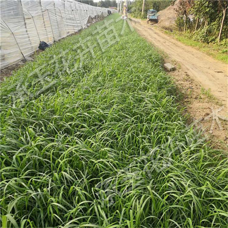 狼尾草量大从优 狼尾草宿根草花