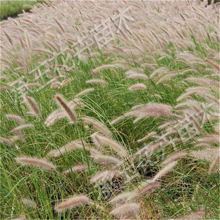 狼尾草基地批发 狼尾草组摆花卉