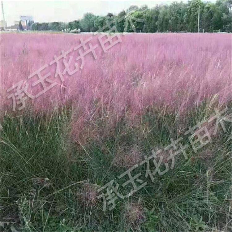 粉黛乱子草花卉基地 毛芒乱子草花坛用花