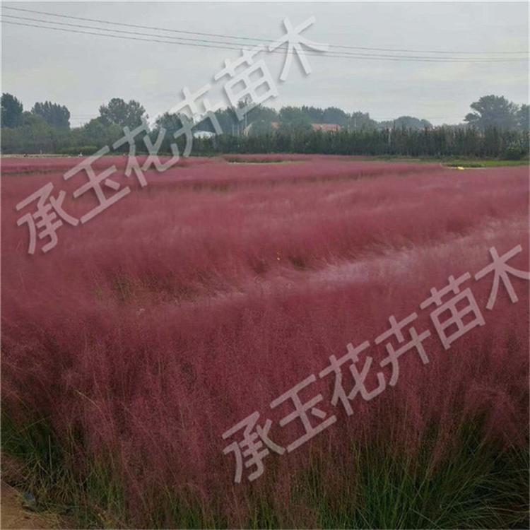 粉黛乱子草营养杯苗 毛芒乱子草观赏草