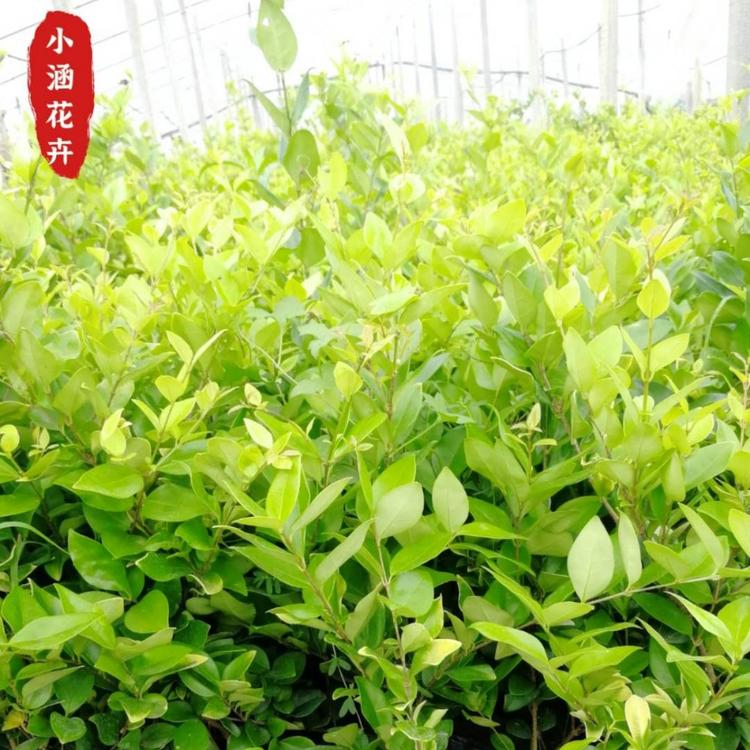 优质金叶女贞价格  金叶女贞基地批发  特价绿化苗木