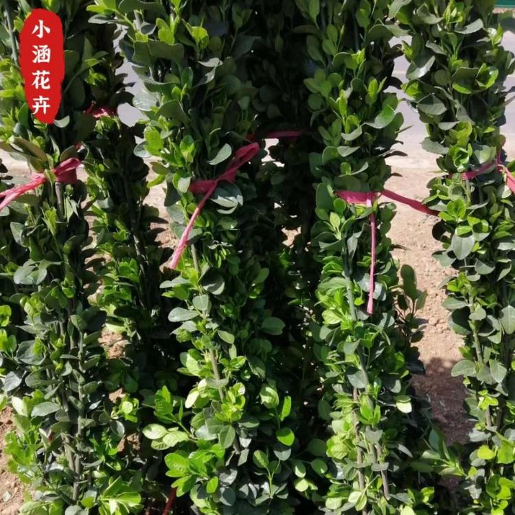 北海道黄杨价格   多规格北海道黄杨批发 北海道黄杨基地