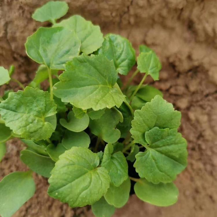 优质供应二月兰  大量供应二月兰 诸葛菜价格   低价草花  小涵花卉