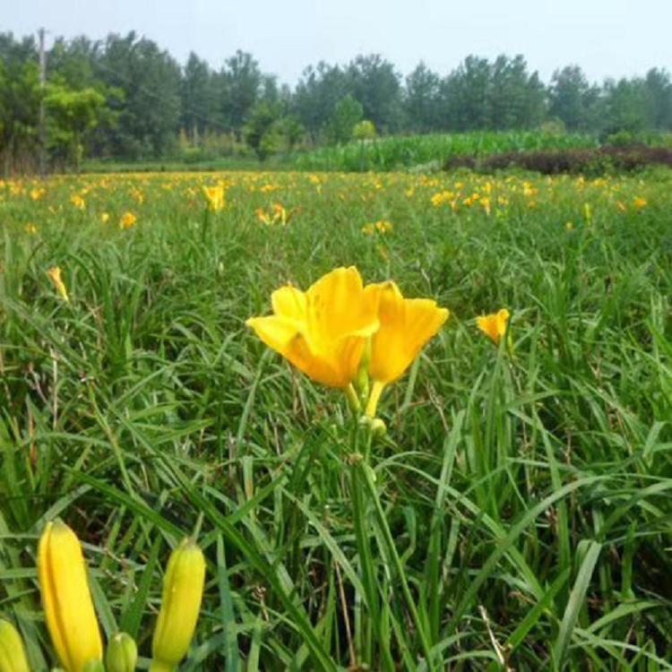 青州特价金娃娃萱草 小涵花卉   青州草花