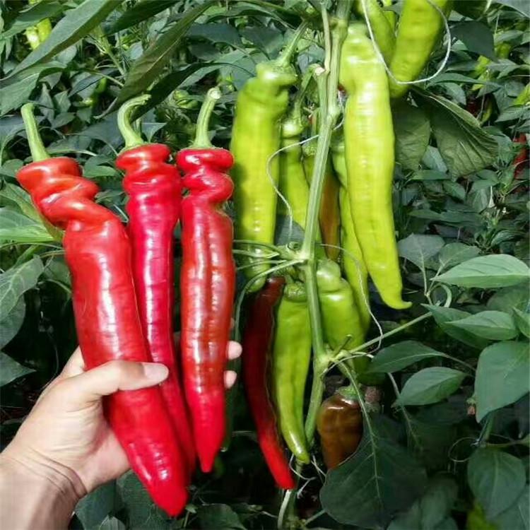 常年出售线椒种苗欢迎选购 线椒种苗欢迎选购