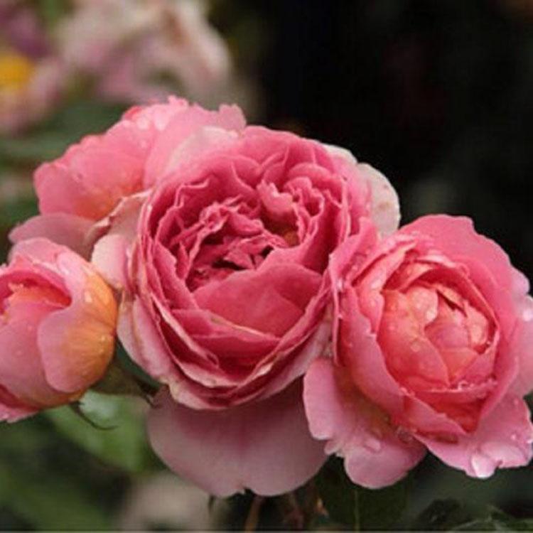 观赏花月季  月季花苗  大花月季春季行情