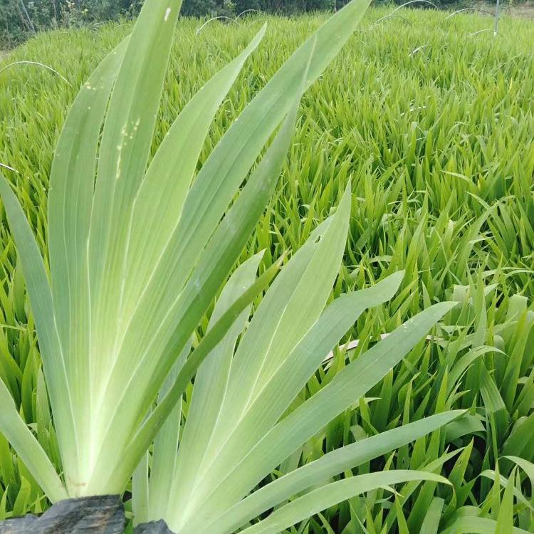 基地批发蓝鸢尾 蓝花鸢尾杯苗 顺和花卉优惠直销