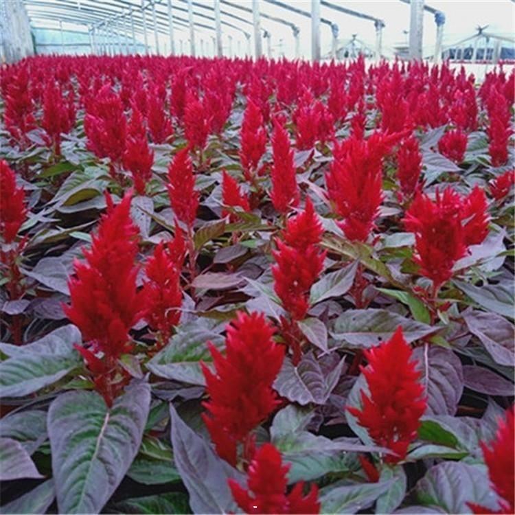 鸡冠花种植基地 鸡冠花苗 山东草花 基地种植