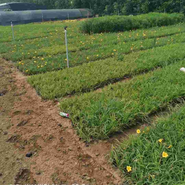 金娃娃萱草价格 青州草花价格 花期长 金娃娃萱草小苗