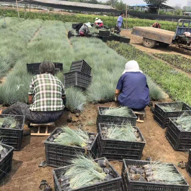 欢迎咨询 蓝羊茅杯苗 山东草花批发商