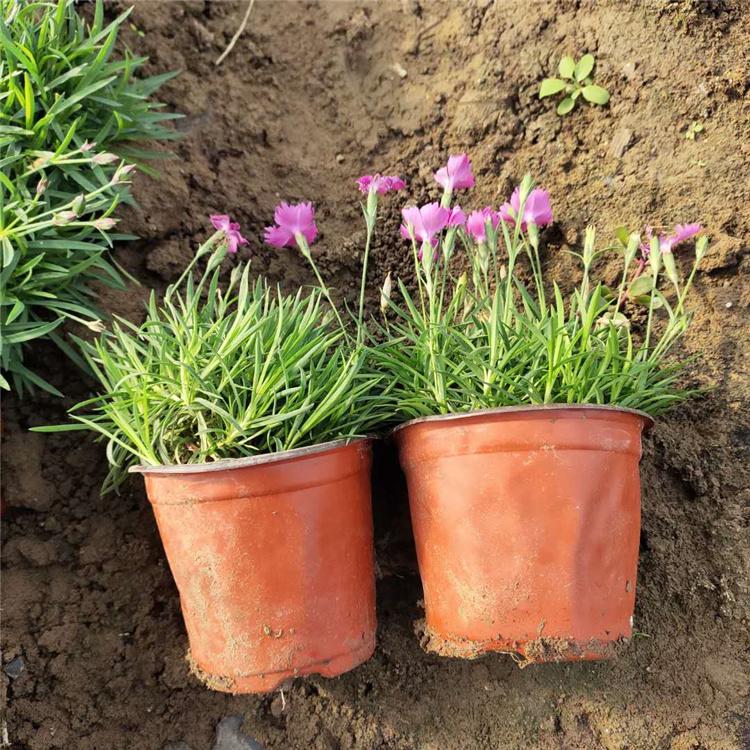欧石竹种植基地 价格从优 青州欧石竹小苗