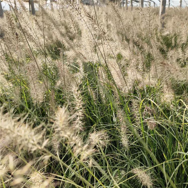 顺菊花卉 小兔子狼尾草苗 小兔子狼尾草行情
