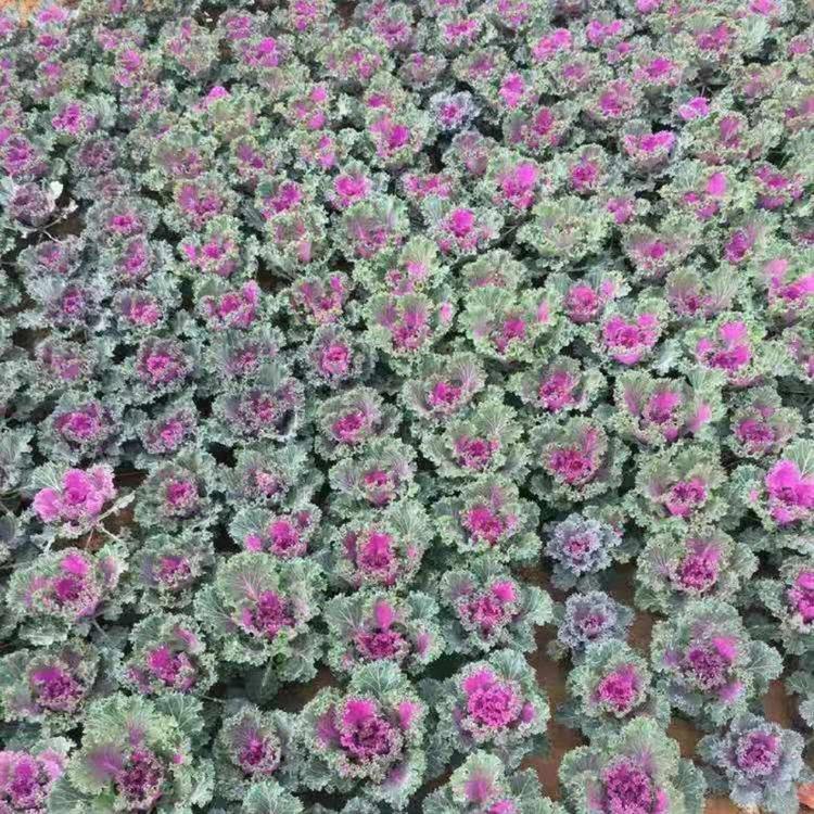 耐寒草花羽衣甘蓝 大量供应冬季草花
