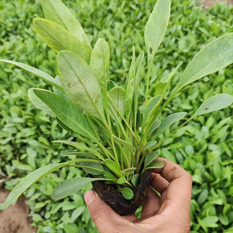 平凉金鸡菊小苗批发 来鑫花卉金鸡菊小苗