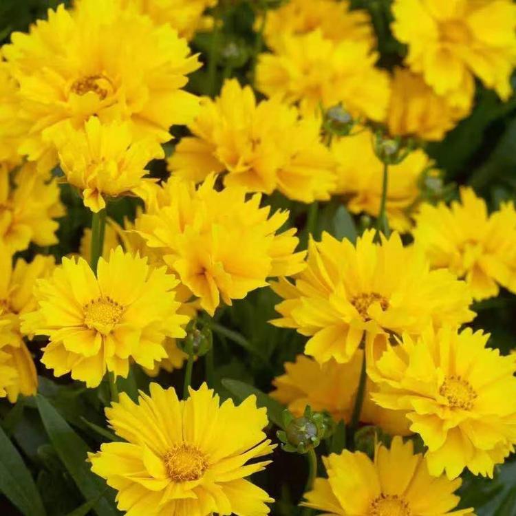 中山大花金鸡菊种子基地供应 来鑫花卉金鸡菊