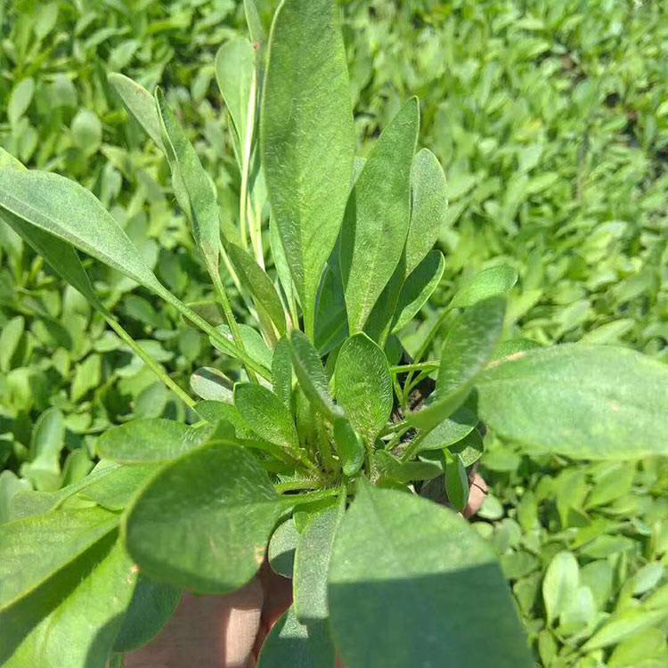 本溪金鸡菊常年供应 来鑫花卉大花金鸡菊幼苗