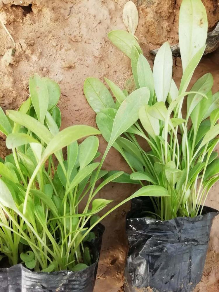 呼和浩特大花金鸡菊种子批发价格 来鑫花卉金鸡菊