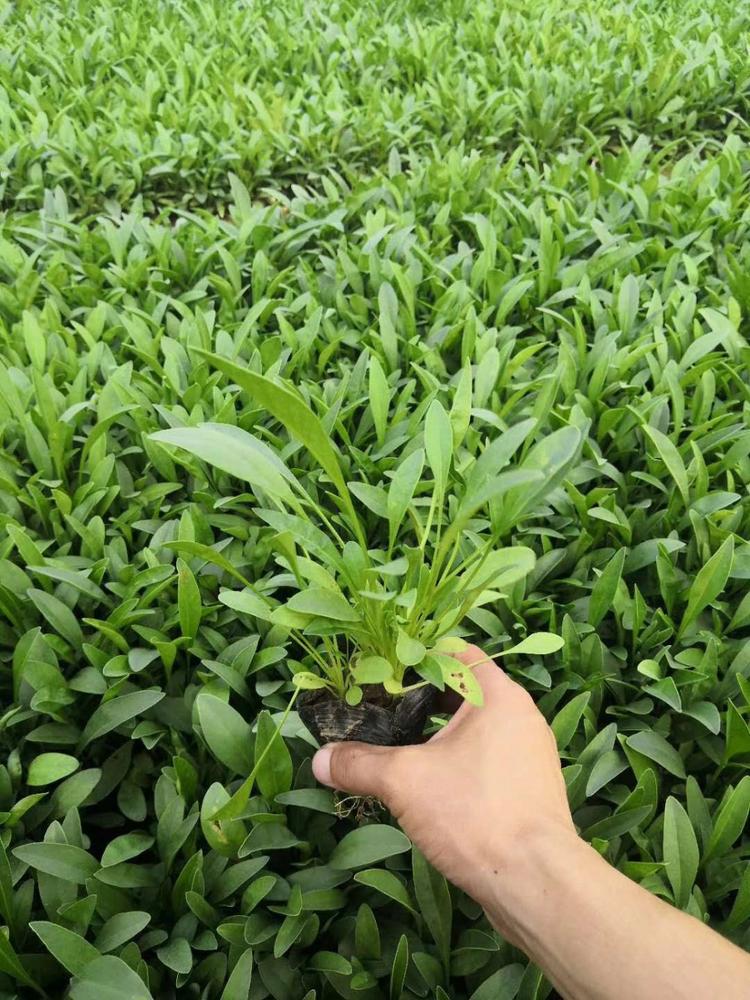 通辽金鸡菊常年供应 来鑫花卉大花金鸡菊幼苗