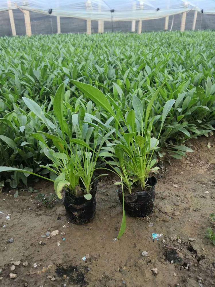 重庆大花金鸡菊种子批发价格 来鑫花卉金鸡菊
