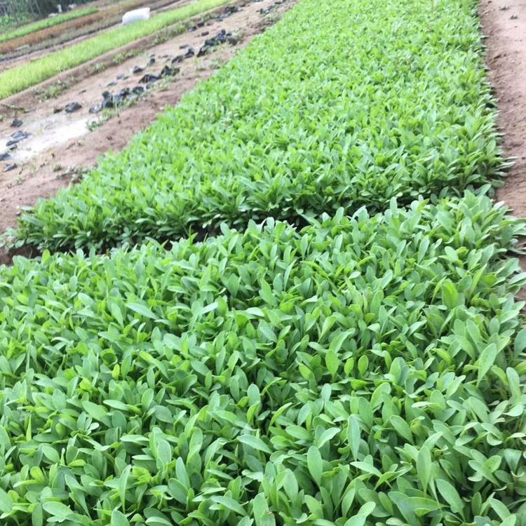 黄南金鸡菊常年供应 来鑫花卉大花金鸡菊幼苗