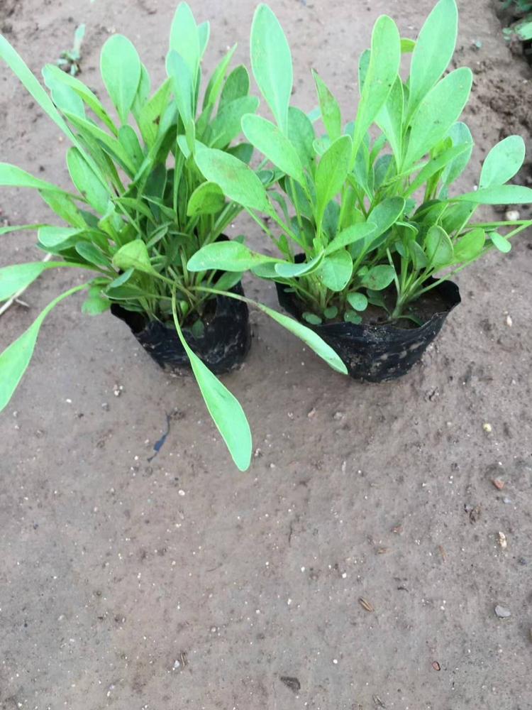 大理大花金鸡菊种子基地供应 来鑫花卉金鸡菊