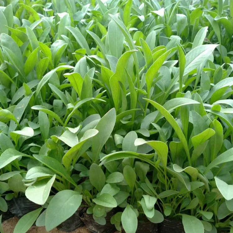 果洛金鸡菊种植基地 来鑫花卉大花金鸡菊幼苗