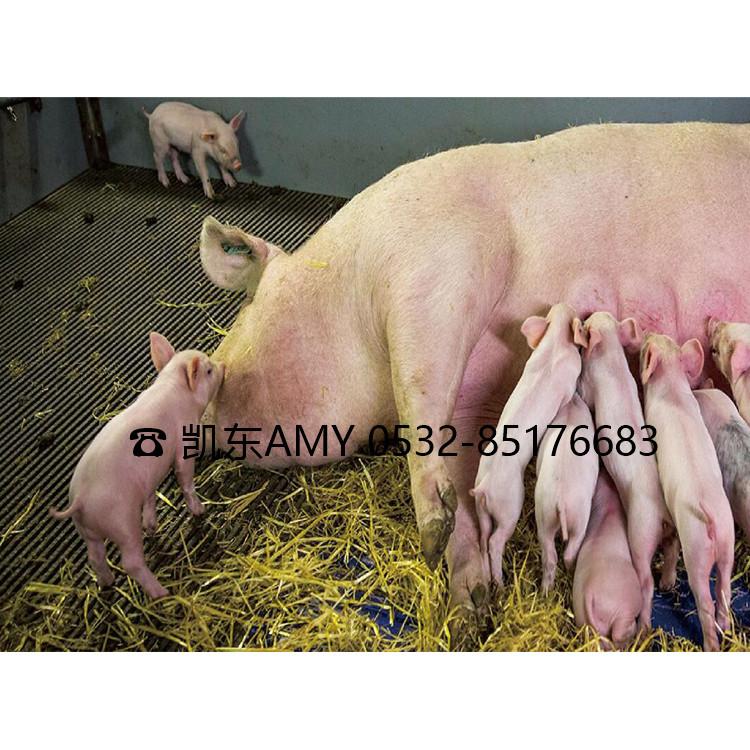 小猪仔猪保温箱 青岛凯东假母台防滑垫 防滑沟槽保育垫 耐磨抗撕裂保育栏