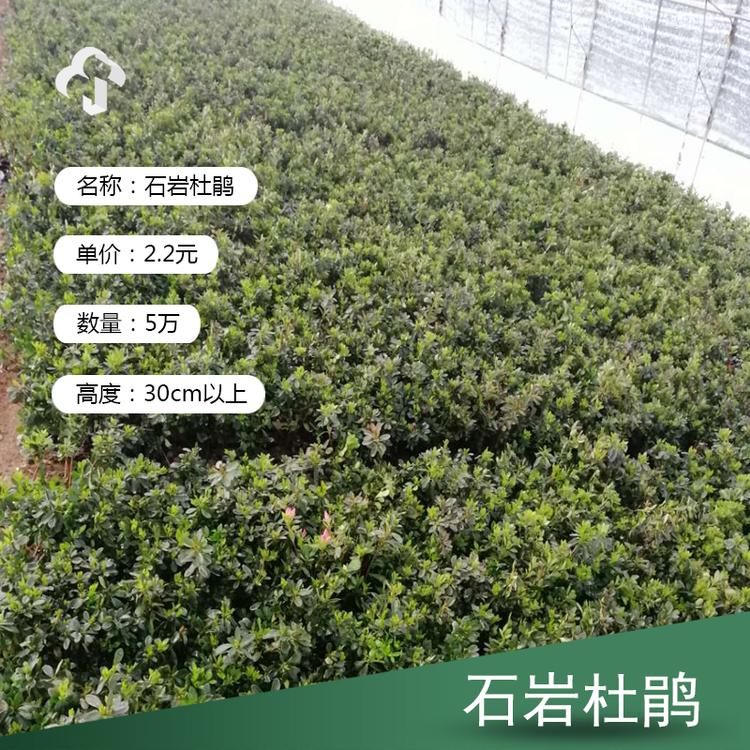 石岩杜鹃 石岩杜鹃价格 石岩杜鹃批发