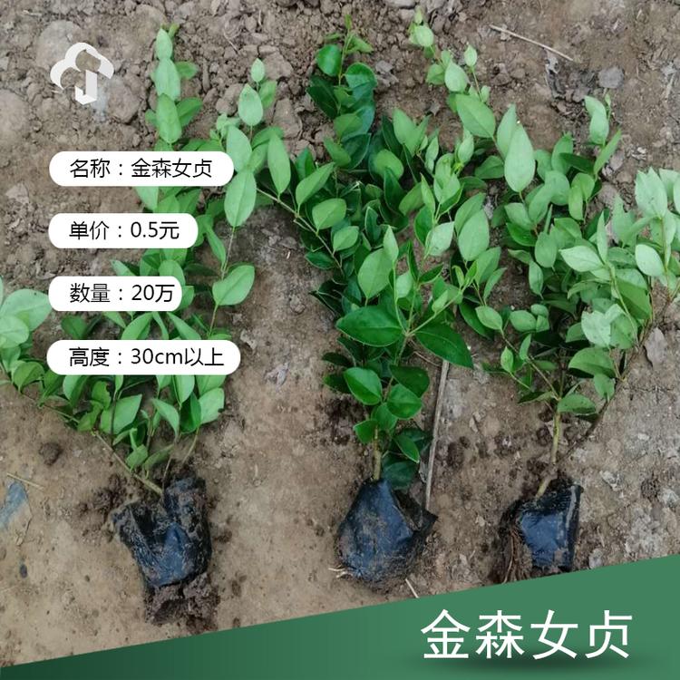 金森女贞批发 金森女贞价格 金森女贞基地直售