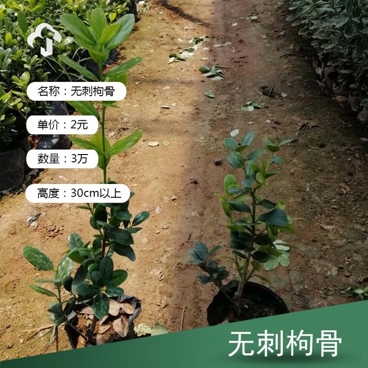 无刺枸骨直售 无刺枸骨批发 无刺枸骨