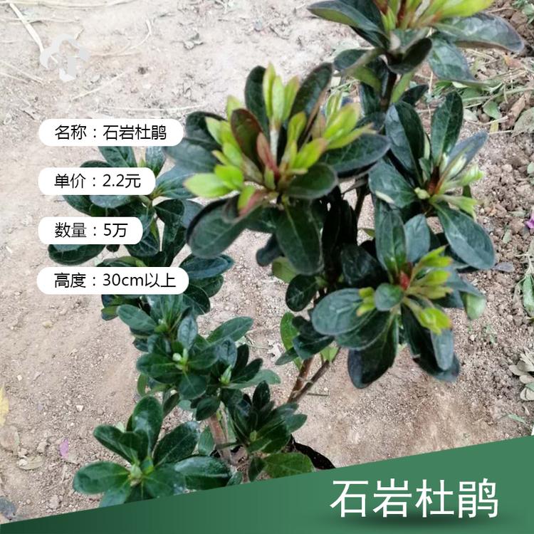 石岩杜鹃价格 石岩杜鹃 石岩杜鹃批发