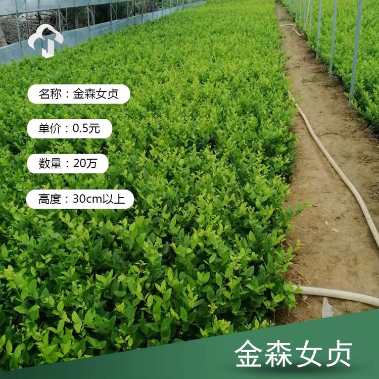 金森女贞 金森女贞价格 金森女贞基地直售