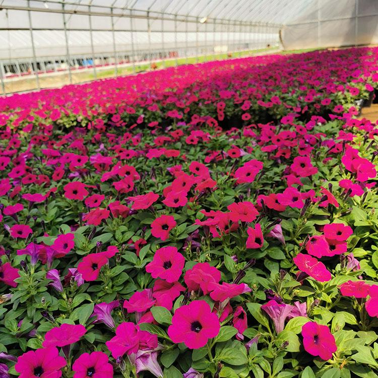 垂钓牵牛花  工程绿化垂吊牵牛花 垂吊牵牛 卓彩苗木