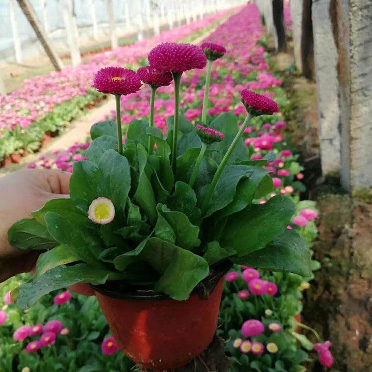 雏菊盆栽 四季小雏菊 庭院阳台花卉  耐寒花卉选卓彩