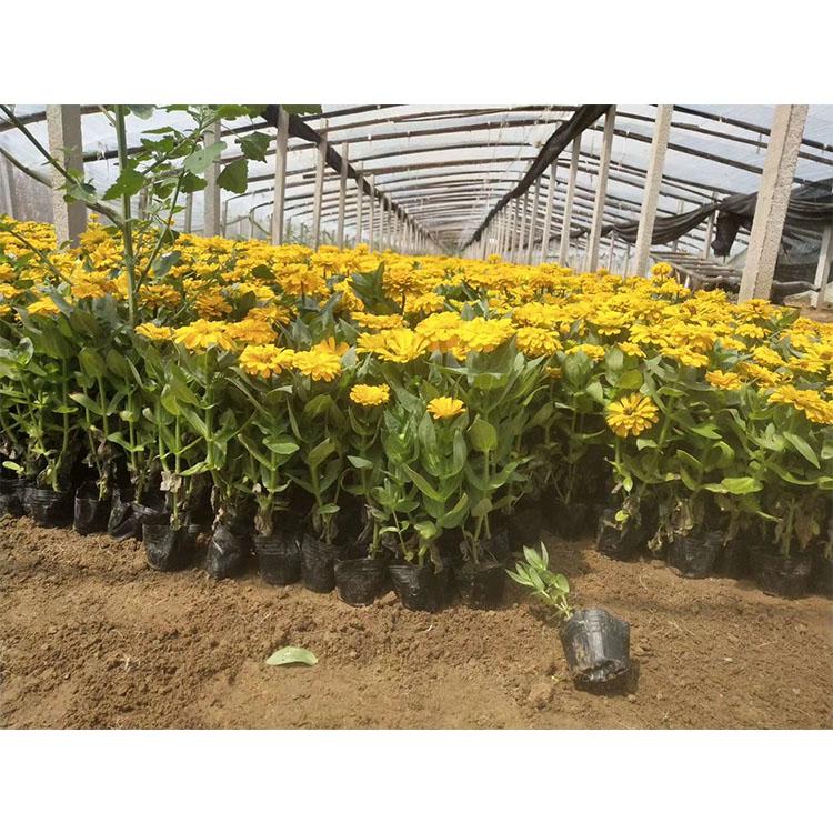 百日草基地 双色盆百日草  百日草批发商
