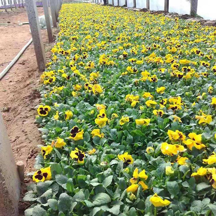 多花色三色堇小苗 三色堇批发商 河北三色堇基地 丰林花卉