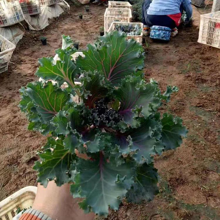二年生观叶羽衣甘蓝 羽衣甘蓝花色丰富 山东羽衣甘蓝批发商