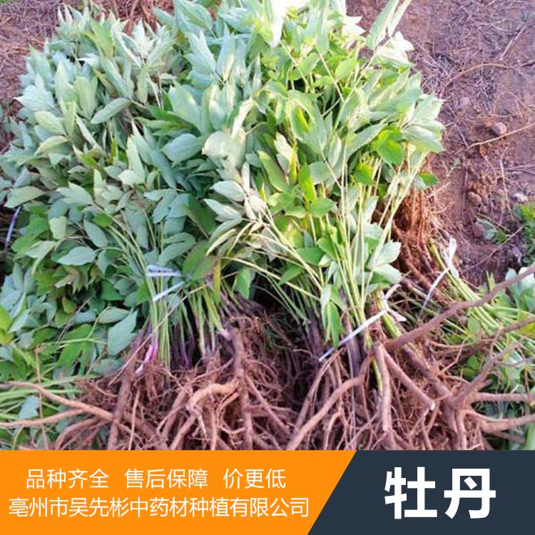 牡丹种苗_专业种植基地_欢迎前来考察合作