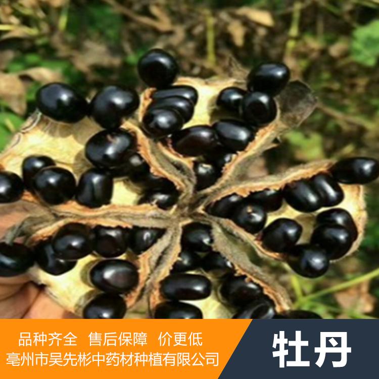 牡丹籽 牡丹苗 吴先彬药材种苗种植