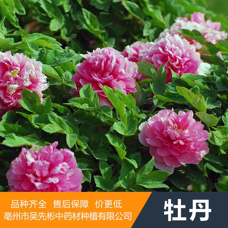 牡丹栽种