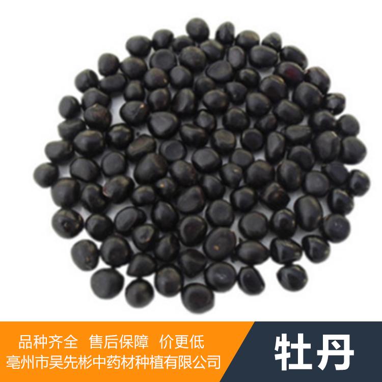 牡丹花种子价格