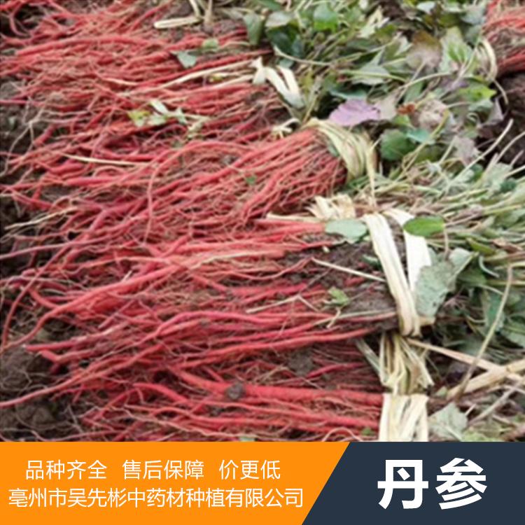 丹参种植一亩地收益