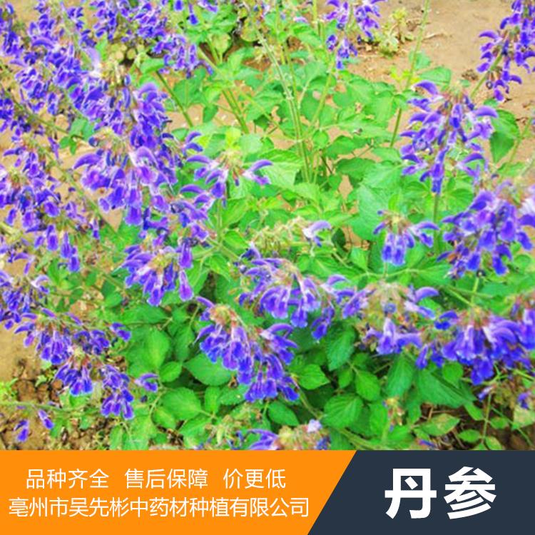 丹参产地