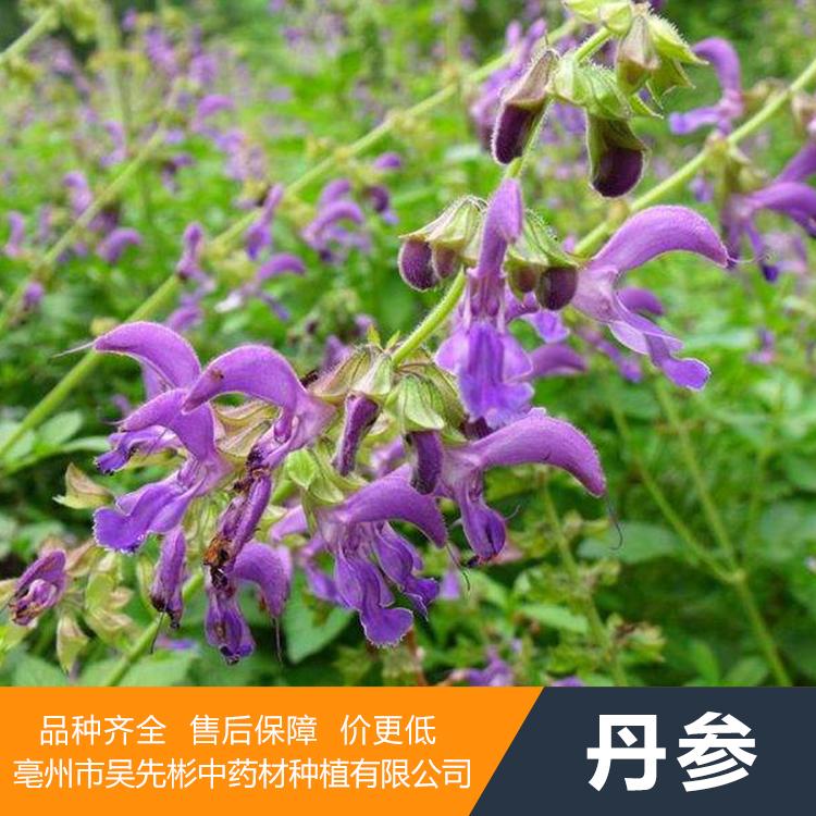丹参种植方法及时间